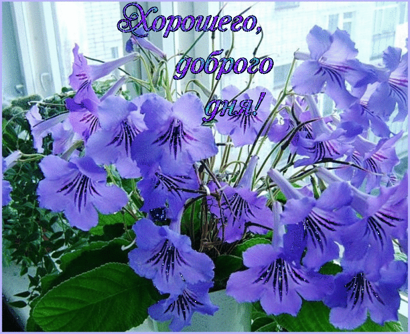 ЭЗО МАГИСРАЛЬ.gif