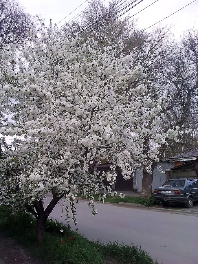 2018-04-24-173530 .jpg