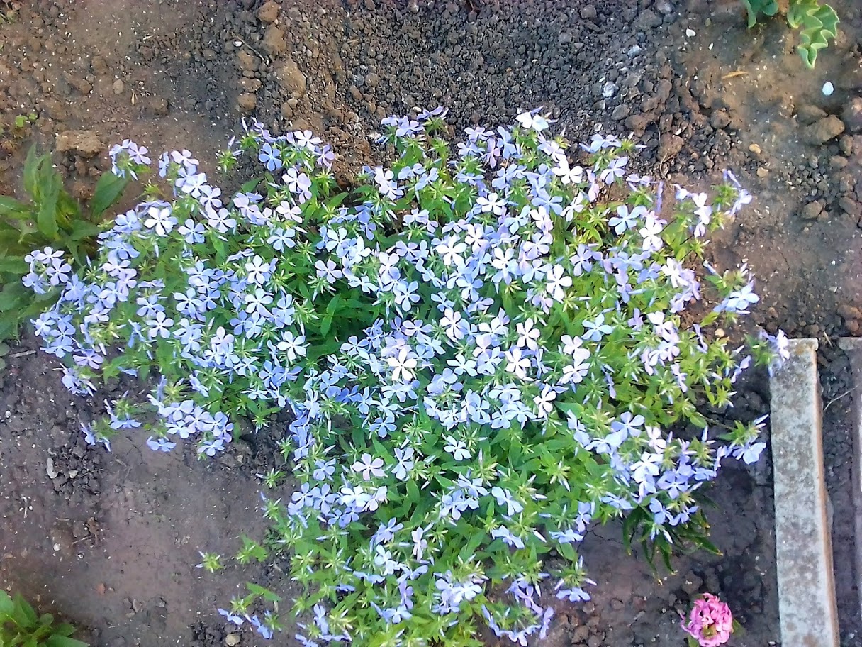 2018-04-28-172703 .jpg