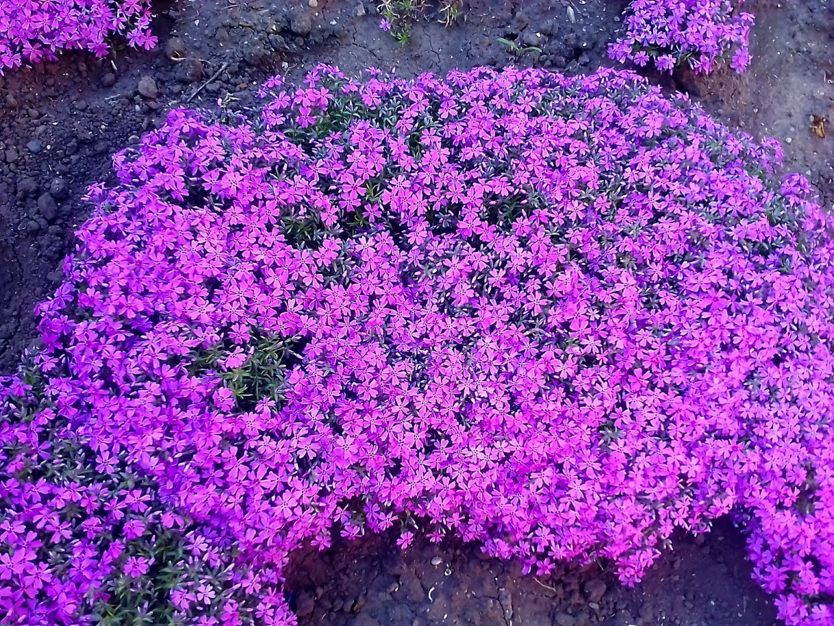 2018-04-28-172445 .jpg