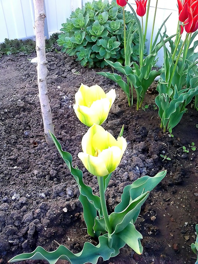 2018-04-27-080102 .jpg