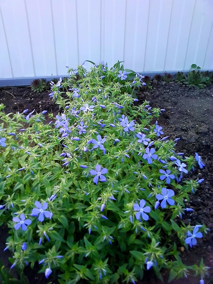 2018-04-27-080006 .jpg