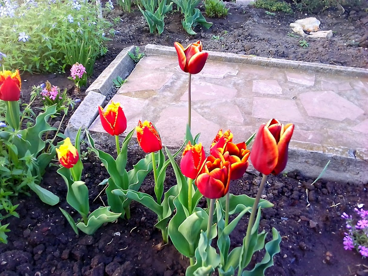 2018-04-27-075818 .jpg