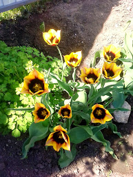 2018-04-29-094214 .jpg